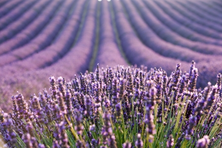Levander field at sunriseの写真素材