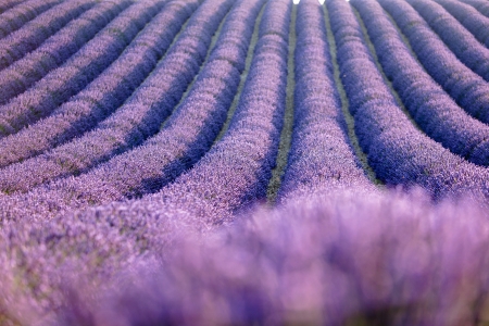 Levander field at sunriseの写真素材