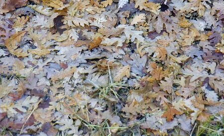 oak backgroundの写真素材