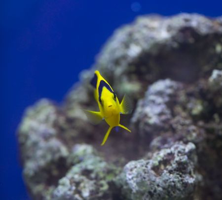 tropical animal in a salt water fish tank aquarium under water. Flash light can kill the animals so the photo was taken with available lights and reflectors の写真素材