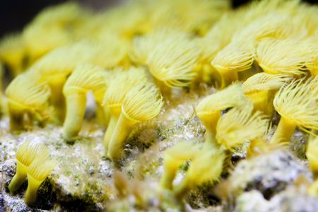 tropical animal in a salt water fish tank aquarium under water. Flash light can kill the animals so the photo was taken with available lights and reflectors の写真素材