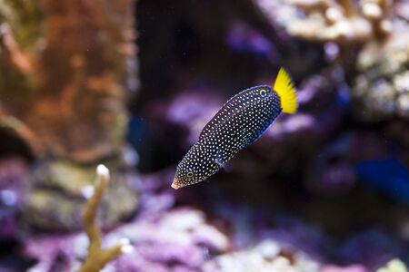 tropical animal in a salt water fish tank aquarium under water. Flash light can kill the animals so the photo was taken with available lights and reflectors の写真素材
