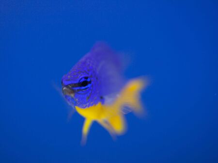 tropical animal in a salt water fish tank aquarium under water. Flash light can kill the animals so the photo was taken with available lights and reflectors の写真素材