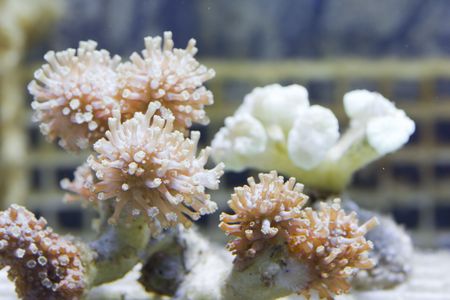tropical animal in a salt water fish tank aquarium under water.