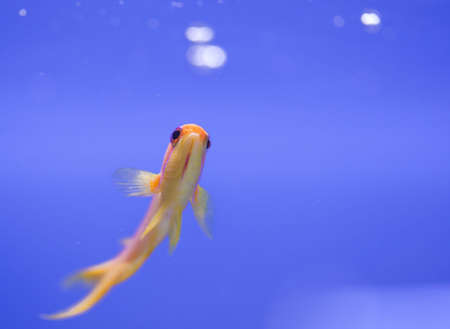 tropical animal in a salt water fish tank aquarium under water. Flash light can kill the animals so the photo was taken with available lights and reflectors の写真素材