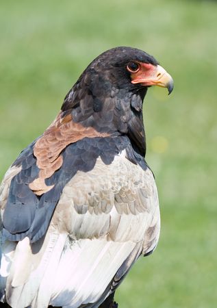 image of a bird of prey over a natural backgroundの写真素材