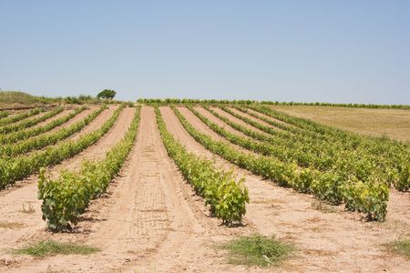 image of a vineyard and wine plants hill in La Rioja, Spainの写真素材