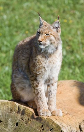 endangered beautiful lynx pardinus or lynx pardina aka iberian lynxの写真素材