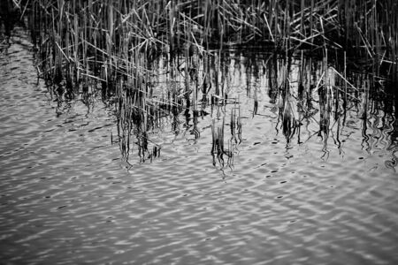 reflections of the grass in the water surface of a lakeの写真素材