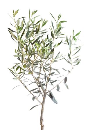 image of a little tree isolated over a white background with a protect the nature messageの写真素材