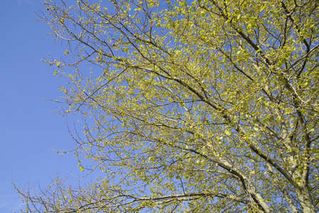 branches of a tree with the sky as a background