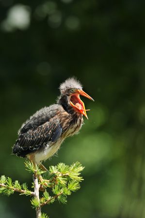 A young green heron is sitting on a branch.の写真素材