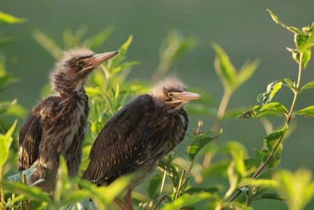 Two green heron chicks sitting in bush waiting for parents to return.の写真素材