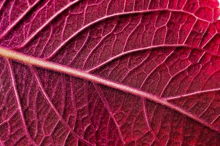 A macro shot of the underside of a red coleus leaf.の写真素材