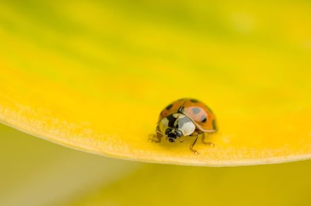 A spotted lady bug crawls along a yellow hosta leaf.の写真素材