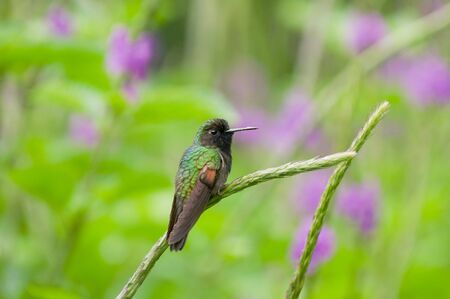 A hummingbird sits on a stalk of a plant in the rain forest of Costa Ricaの写真素材