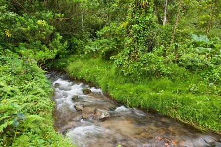 A small clear stream runs through the lush rain forest in Costa Rica.