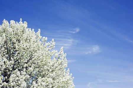 A ornamental pear tree full of white blossoms on a clear sunny day.の写真素材