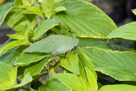 A greenkatydid sits on green leaves in the garden.の写真素材