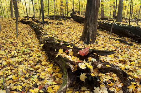 Falling leaves cover the forest floor in autumn.の写真素材