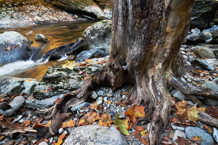 A weathered old tree trunk grows amids rocks and gravelの写真素材