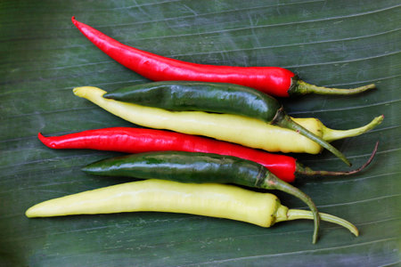 Chili paste on banana leavesの写真素材