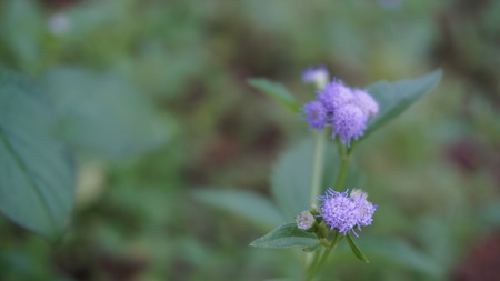 Macro photography of a group of violet flowers