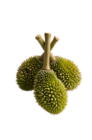 Small baby Durian, Thailand の写真素材