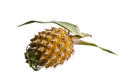 Baby sweet Pineapple, Thailand の写真素材