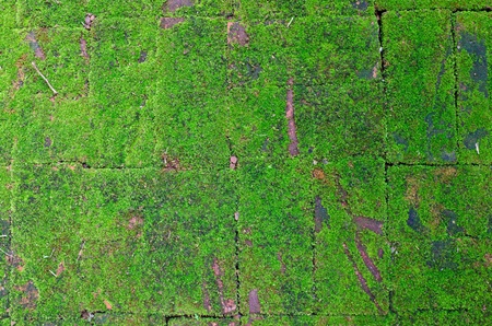 Old brick floor with mossy