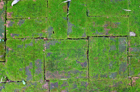 Old brick floor with mossy の写真素材
