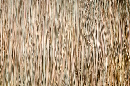 Dry Straw from thailand の写真素材