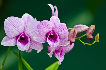 Beauty violet thai orchid の写真素材