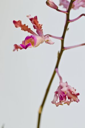 Pink orchid in isolated の写真素材