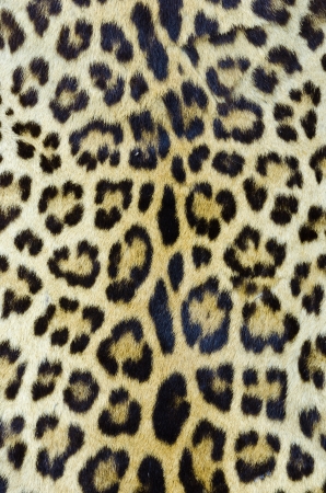 Real tiger fur for background 