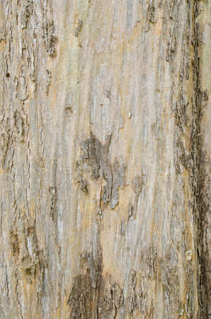 Closeup to the tree surfaceの写真素材