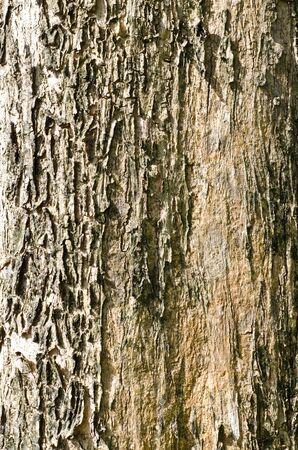 Closeup of the big old treeの写真素材