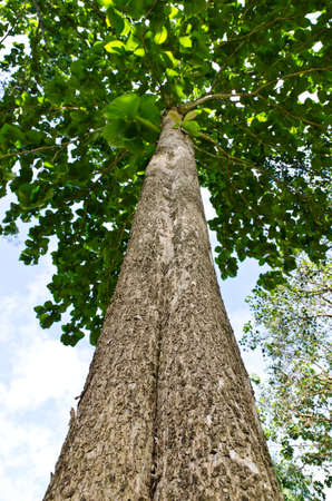 Big treeの写真素材