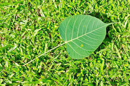 Big leaf on green grassの写真素材