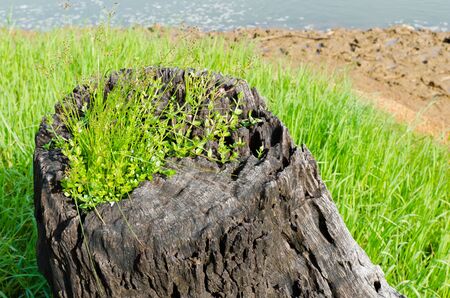Old tree and little plantsの写真素材