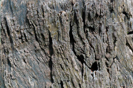 Very old wood closeupの写真素材
