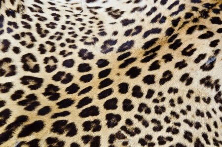 Real tiger fur for background の写真素材