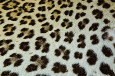 Real tiger fur for background の写真素材