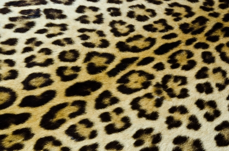 Real tiger furの写真素材