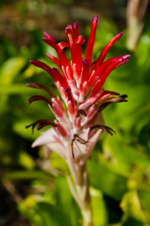 Red flower blossom in morningの写真素材
