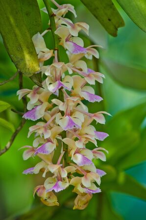 Blossom orchid from thailandの写真素材