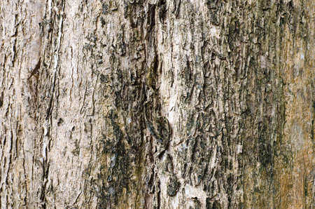 Old big tree surfaceの写真素材