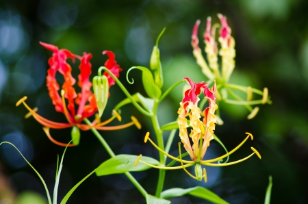 Flame lily closeupの写真素材