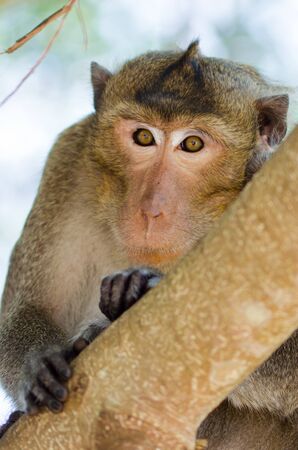 Asian monkey on the treeの写真素材