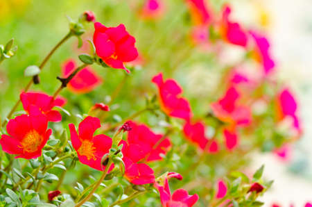 Color flower fieldの写真素材